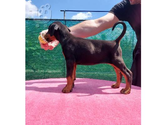 Πώληση κουτάβια Doberman